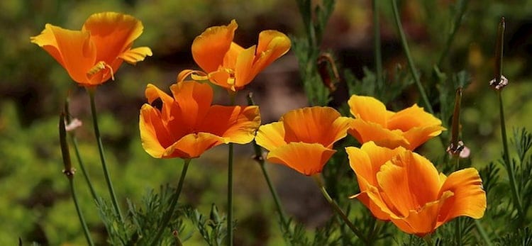 AMAPOLA DE CALIFORNIA