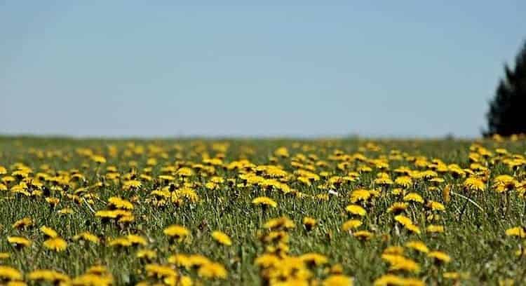 foto Diente de león