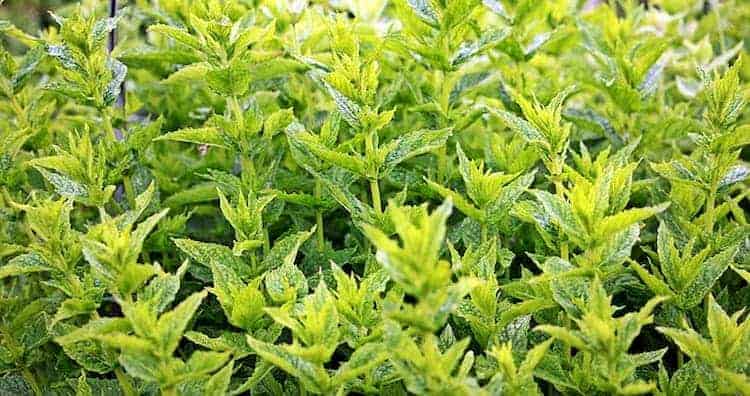Planta medicinal Menta