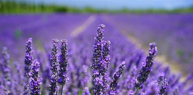 Planta medicinal de lavanda