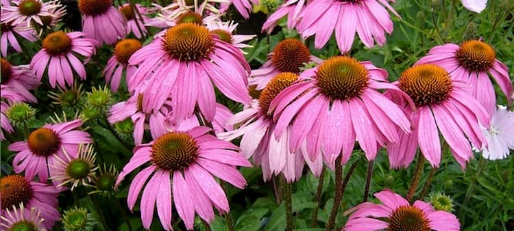 Planta medicinal echinacea