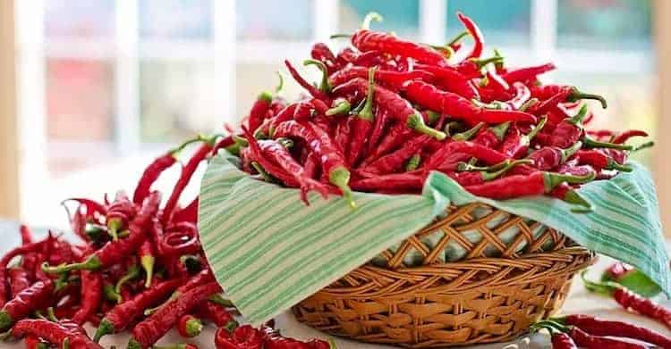 Planta medicinal pimienta cayena