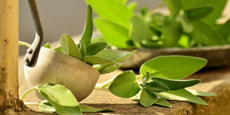 Sage planta medicinal