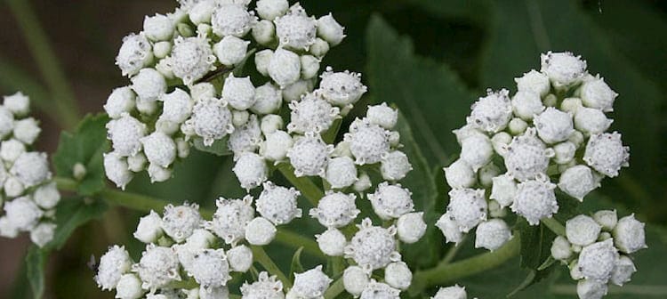 foto quinina salvaje