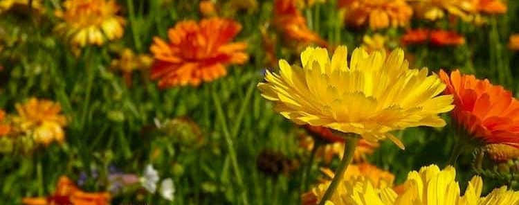 Caléndula alimentos facilitan la digestión