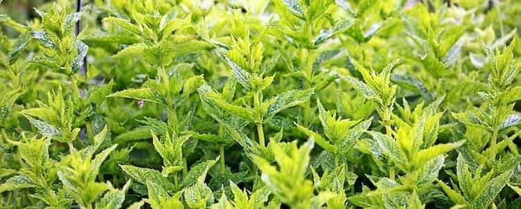 Menta Alimentos que facilitan la digestión